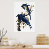 Columbia Jay | John James Audubon Poster (Keuken)