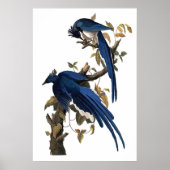 Columbia Jay | John James Audubon Poster (Voorkant)