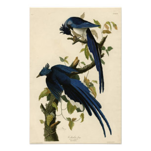 Columbia Jay van de Amerikaanse vogels van Audubon Foto Afdruk