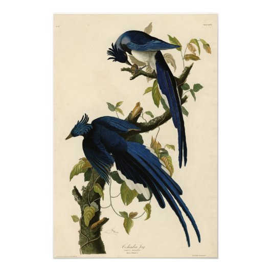 Columbia Jay van de Amerikaanse vogels van Audubon Foto Afdruk (Voorkant)
