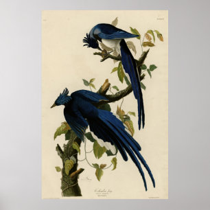 Columbia Jay van de Amerikaanse vogels van Audubon Poster