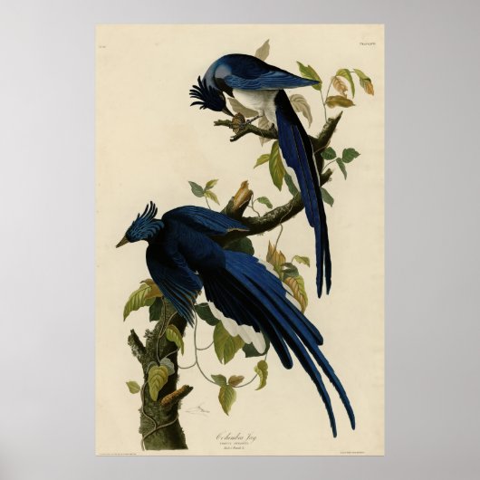 Columbia Jay van de Amerikaanse vogels van Audubon Poster (Voorkant)