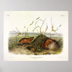 Columbia Pouching-Rat, Northern Pocket Gopher Poster
