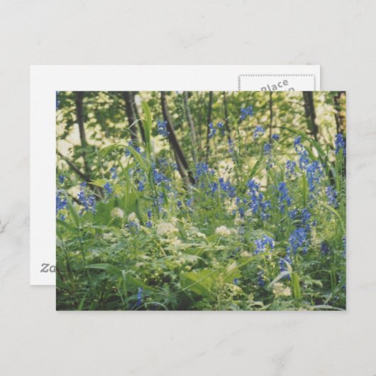 Columbia River Gorge Briefkaart (Voorkant / Achterkant)