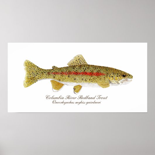 Columbia River Redband Trout Art Poster (Voorkant)