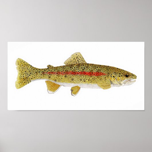 Columbia River Redband Trout Art Print (Voorkant)