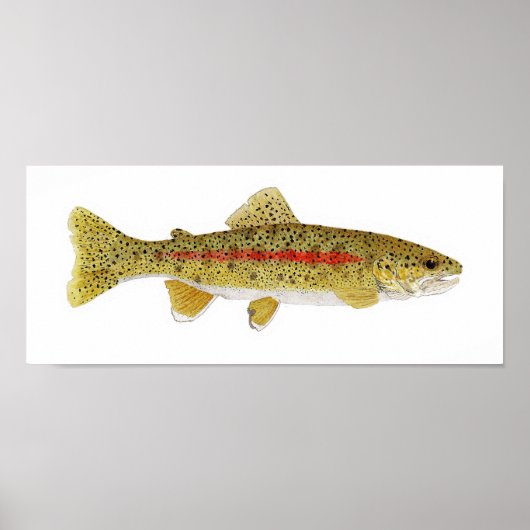 Columbia River Redband Trout Poster (Voorkant)