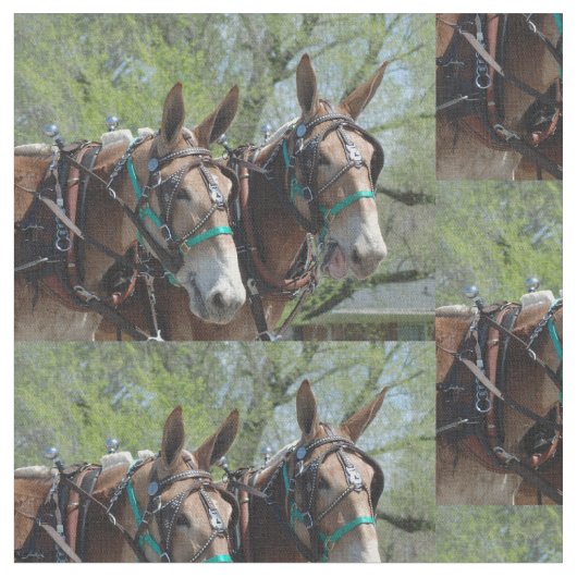 Columbia, TN Mule Dagen Stof (Close Up)