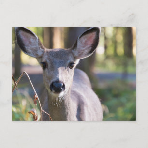 Columbiaans zwartstaarthert Washington State Briefkaart