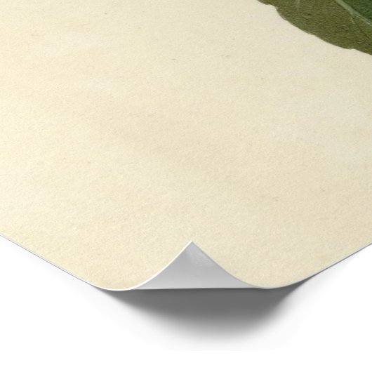 Columbiaanse Hummingvogel Poster (Hoek)