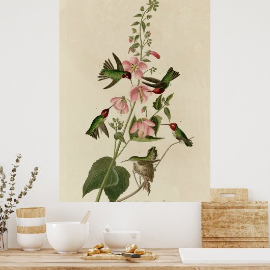 Columbiaanse Hummingvogel Poster (Keuken)