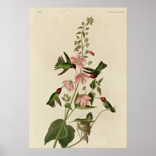 Columbiaanse Hummingvogel Poster