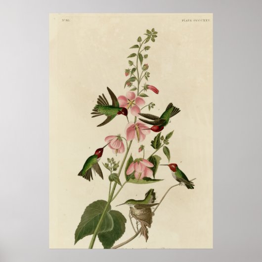 Columbiaanse Hummingvogel Poster (Voorkant)