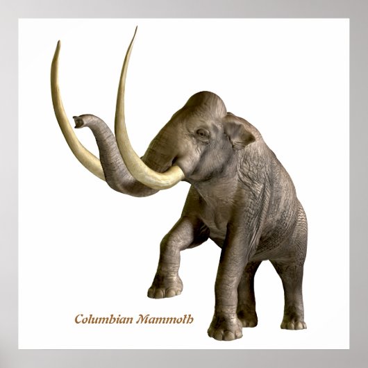 Columbiaanse Mammoth Print (Voorkant)