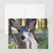 Columbiaanse zwarte onbeige onbedekte onbedekte on briefkaart (Voorkant / Achterkant)