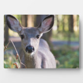 Columbiaanse zwarte onbeige onbedekte onbedekte on fotoplaat (voorkant)