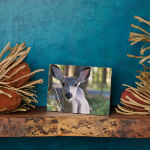 Columbiaanse zwarte onbeige onbedekte onbedekte on fotoplaat