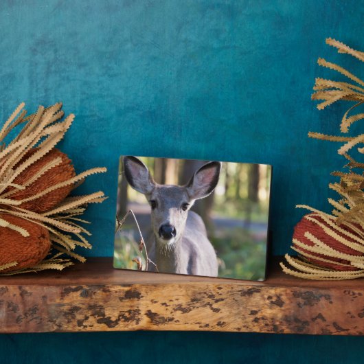 Columbiaanse zwarte onbeige onbedekte onbedekte on fotoplaat (Zijkant)