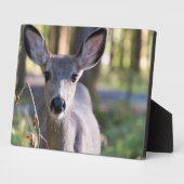 Columbiaanse zwarte onbeige onbedekte onbedekte on fotoplaat (Zijkant)