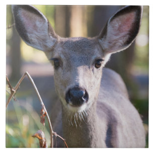 Columbiaanse zwarte onbeige onbedekte onbedekte on tegeltje