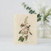 Columbian (Anna's) Humming Bird - Audubon's Birds Briefkaart (Staand voorkant)