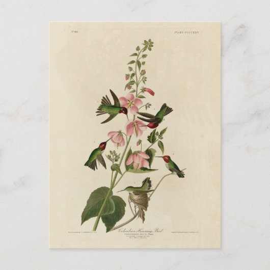 Columbian (Anna's) Humming Bird - Audubon's Birds Briefkaart (Voorkant)