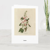 Columbian (Anna's) Humming Bird - Audubon's Birds Kaart (Achterkant)