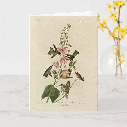 Columbian (Anna's) Humming Bird - Audubon's Birds Kaart (Gele Bloem)