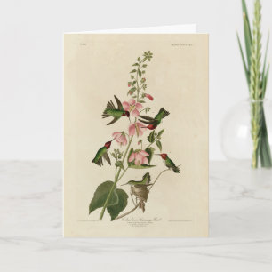 Columbian (Anna's) Humming Bird - Audubon's Birds Kaart