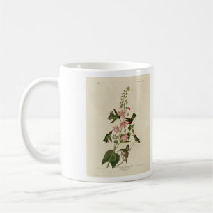 Columbian (Anna's) Humming Bird - Audubon's Birds Koffiemok