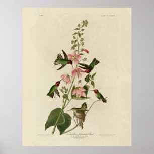 Columbian (Anna's) Humming Bird - Audubon's Birds Poster