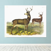 Columbian Black-tailed Deer, Blacktail, van Audubo Canvas Afdruk (Insitu (Houten vloer))