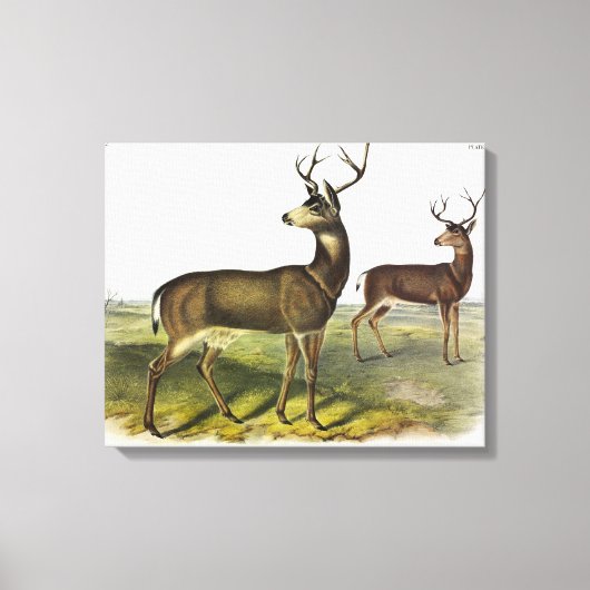 Columbian Black-tailed Deer, Blacktail, van Audubo Canvas Afdruk (Voorkant)