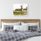 Columbian Black-tailed Deer, Blacktail, van Audubo Canvas Afdruk (Insitu (Slaapkamer))