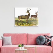 Columbian Black-tailed Deer, Blacktail, van Audubo Canvas Afdruk (Insitu (Woonkamer))