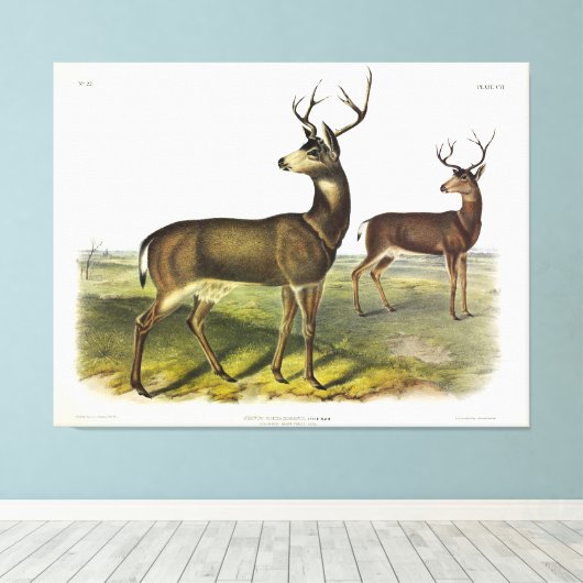 Columbian Black-tailed Deer, Blacktail, van Audubo Canvas Afdruk (Insitu (Houten vloer))