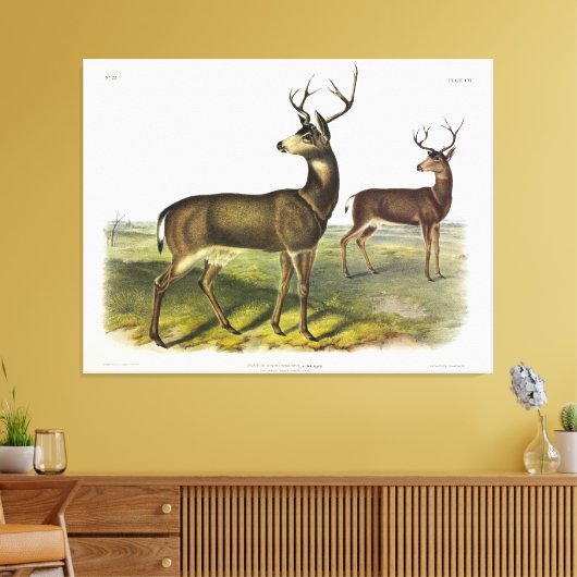 Columbian Black-tailed Deer, Blacktail, van Audubo Canvas Afdruk (Insitu (Woonkamer))