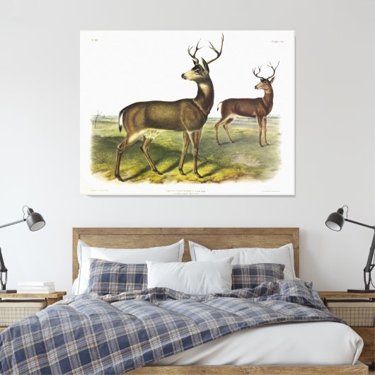 Columbian Black-tailed Deer, Blacktail, van Audubo Canvas Afdruk (Insitu (Slaapkamer))
