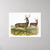 Columbian Black-tailed Deer, Blacktail, van Audubo Canvas Afdruk (Voorkant)
