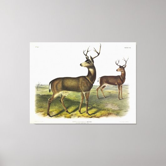 Columbian Black-tailed Deer, Blacktail, van Audubo Canvas Afdruk (Voorkant)