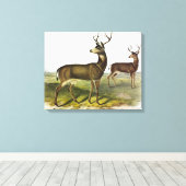Columbian Black-tailed Deer, Blacktail, van Audubo Canvas Afdruk (Insitu (Houten vloer))