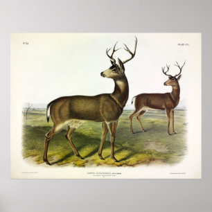 Columbian Black-tailed Deer, Blacktail, van Audubo Poster