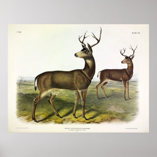 Columbian Black-tailed Deer, Blacktail, van Audubo Poster (Voorkant)