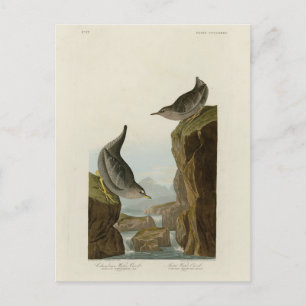 Columbian Water Ouzel, Audubon's Birds of America Briefkaart