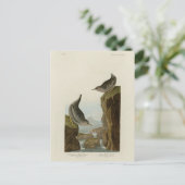 Columbian Water Ouzel, Audubon's Birds of America Briefkaart (Staand voorkant)