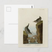 Columbian Water Ouzel, Audubon's Birds of America Briefkaart (Voorkant / Achterkant)