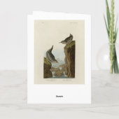 Columbian Water Ouzel, Audubon's Birds of America Kaart (Achterkant)