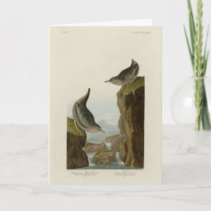Columbian Water Ouzel, Audubon's Birds of America Kaart