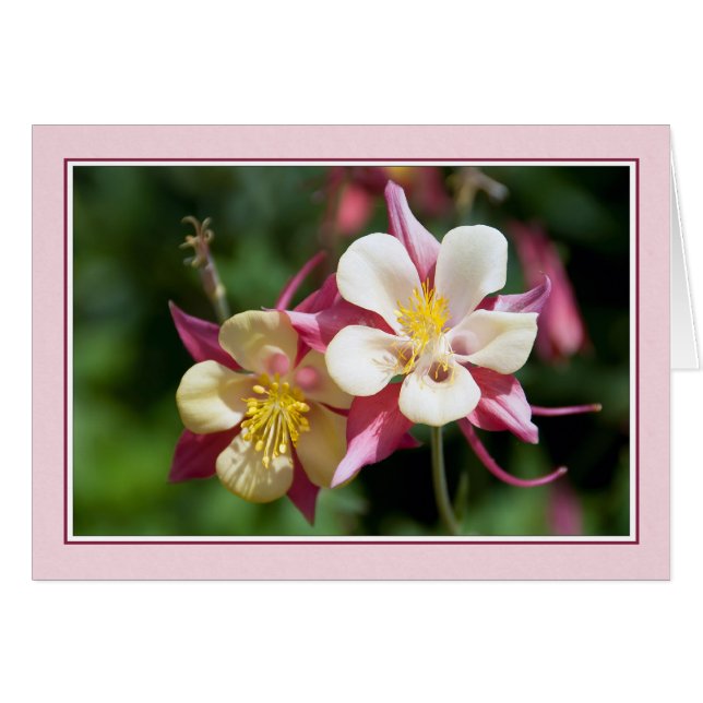 Columbine (Voorkant Horizontaal)