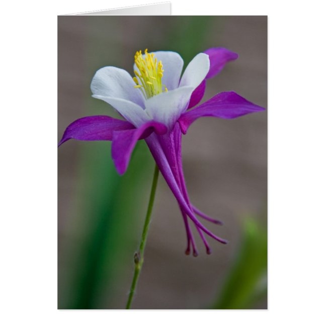 Columbine (Voorkant)